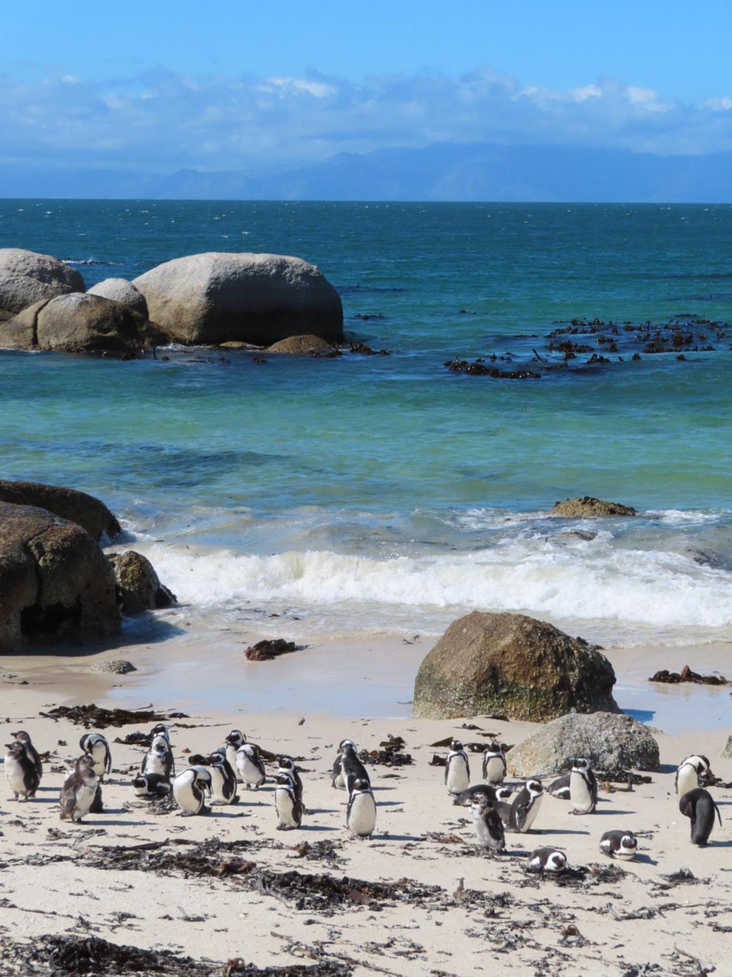 Bonne Esperance, Simon'S Town Leilighet Eksteriør bilde