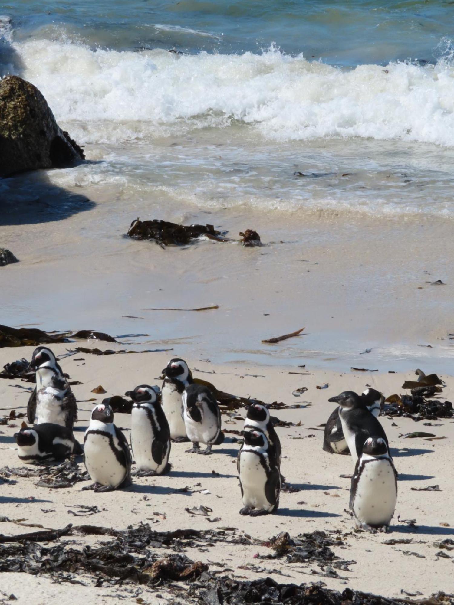 Bonne Esperance, Simon'S Town Leilighet Eksteriør bilde