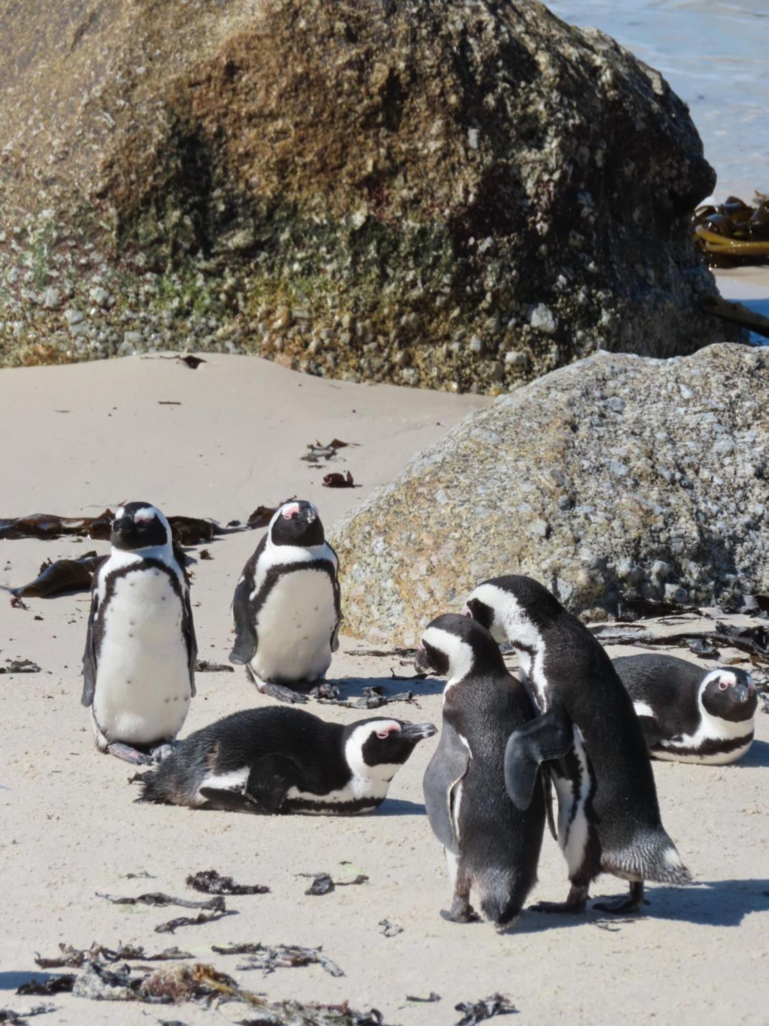 Bonne Esperance, Simon'S Town Leilighet Eksteriør bilde